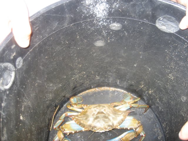 crab05.jpg